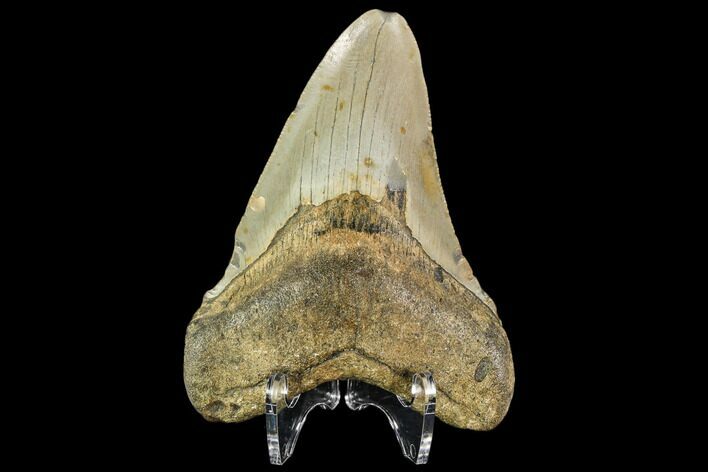 Fossil Megalodon Tooth - North Carolina #109844